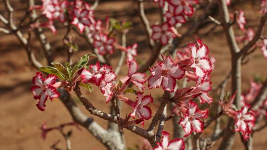 How to Care for a Desert Rose Plant