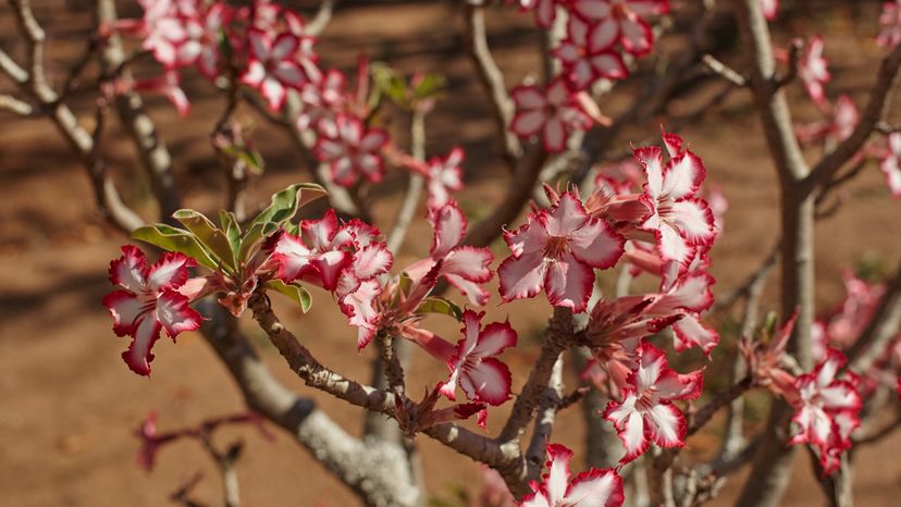 A desert rose plant covered in red and white flowers.