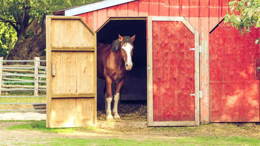 A horse in a diy horse shelter.