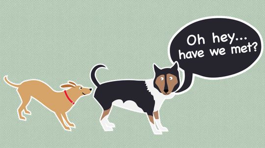 Why Do Dogs Sniff Each Other's Butts?