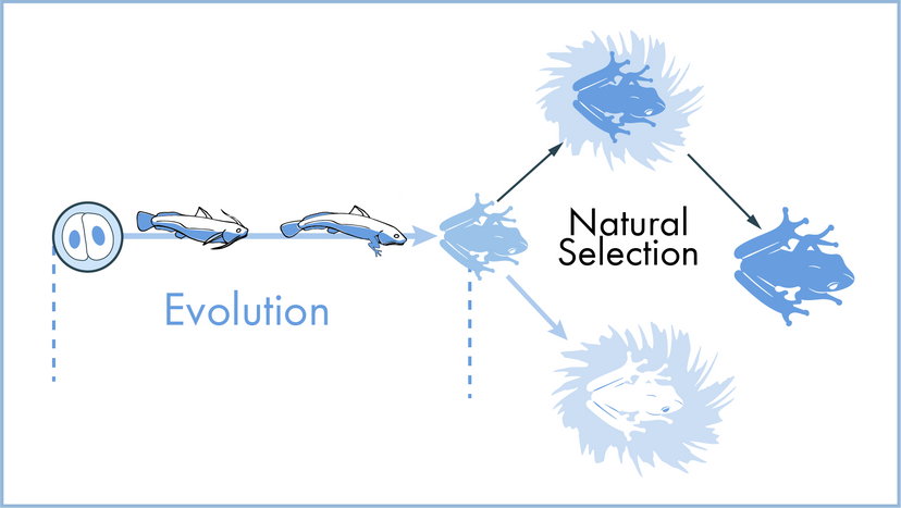 natural-selection-coggle-diagram