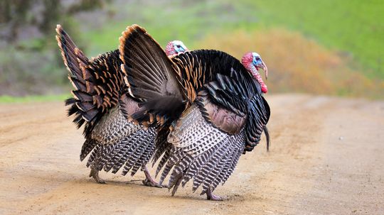 Will a Turkey Really Drown If It Looks Up During a Rainstorm?