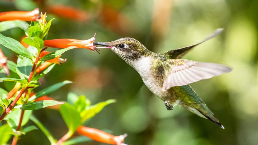 A hummingbird sucking nectar from a firecracker flower. 