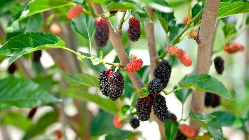 A close up of a mulberry tree with ripening fruit. 