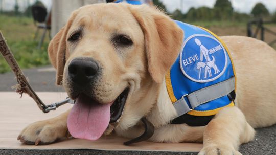 How Guide Dogs Work