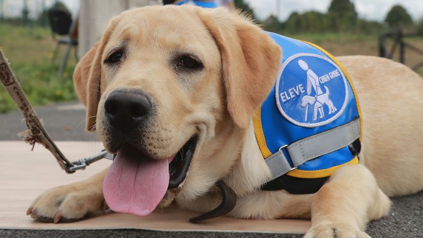 guide dog on leash