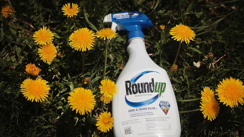 Roundup and plants