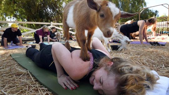 Goat Yoga Is Taking Zen to a Whole New Level