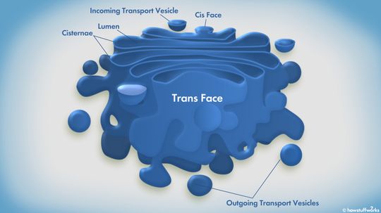 The Golgi Apparatus Acts Like a Mail Room for Eukaryotic Cells