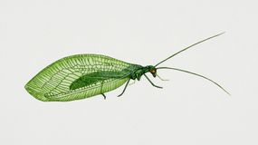 green lacewing, Chrysoperla carnea