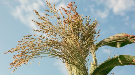 Straw Bale Gardening: A Beginner's Guide