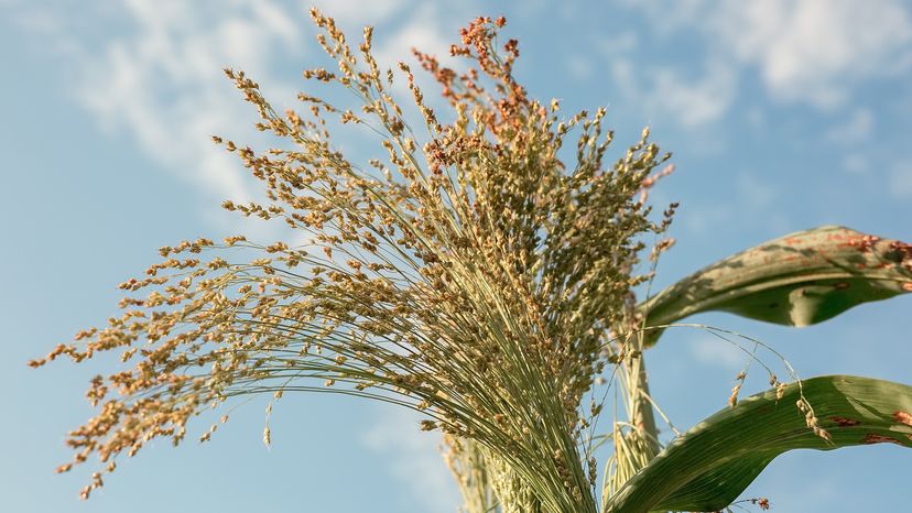 An image of sorghum ready for harvest. 