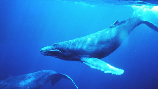 Humpback Whales Start Simpler Songs as Old Ones Get Too Complex