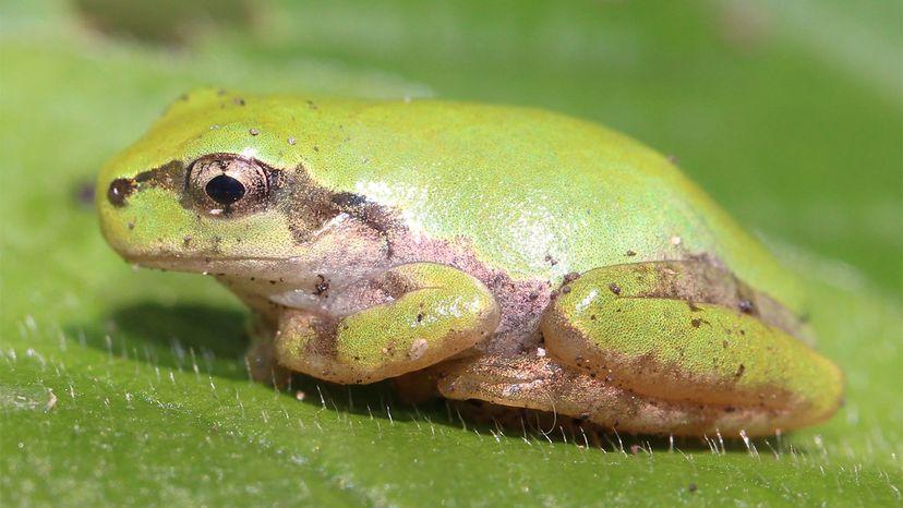 Things might be hard right now but this frog thinks you are doing