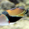 Humuhumunukunukuapua'a: A Long Name for a Little Fish