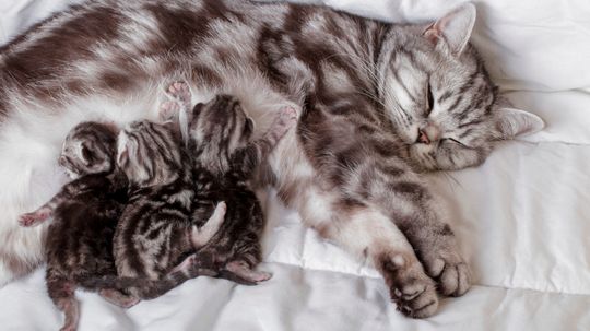 How to Help a Cat That Is Having Kittens