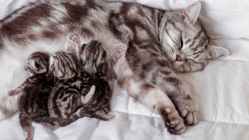 Newborn kittens suckling milk from their mother's breasts 