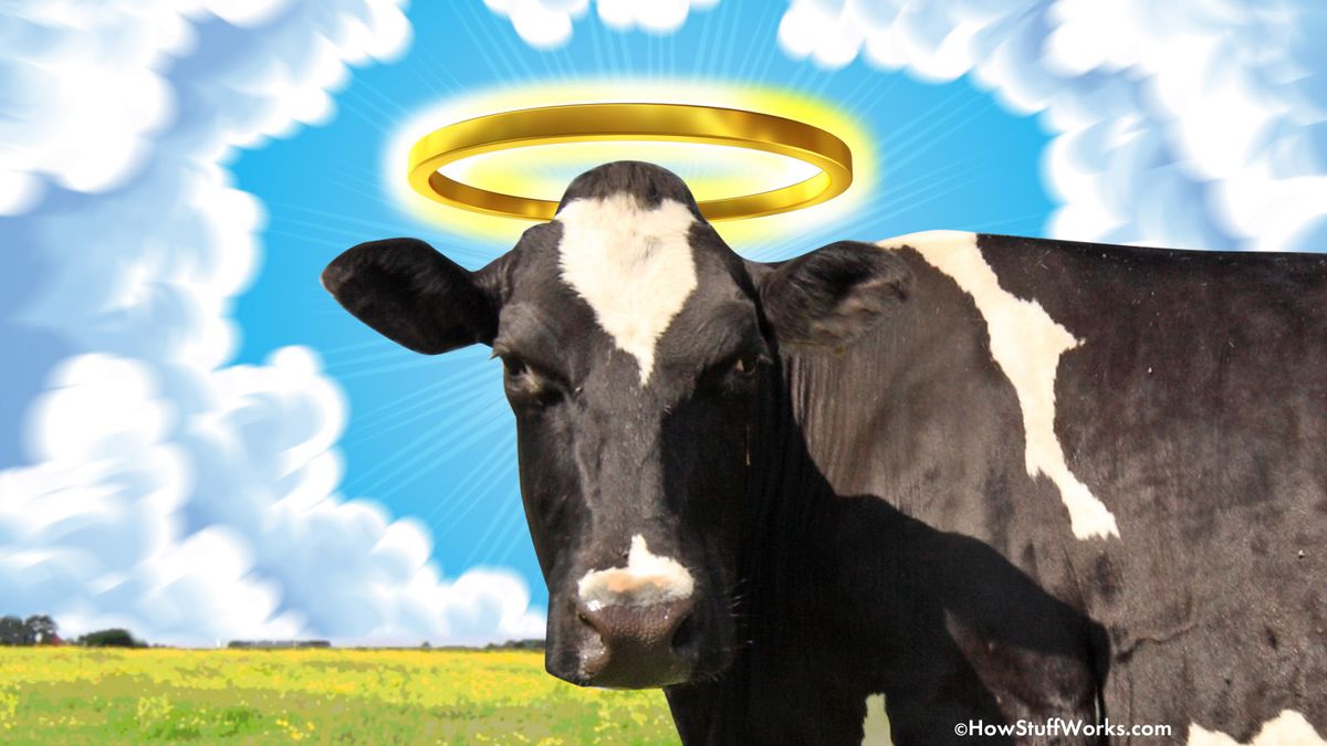 Why Do We Say Holy Cow HowStuffWorks