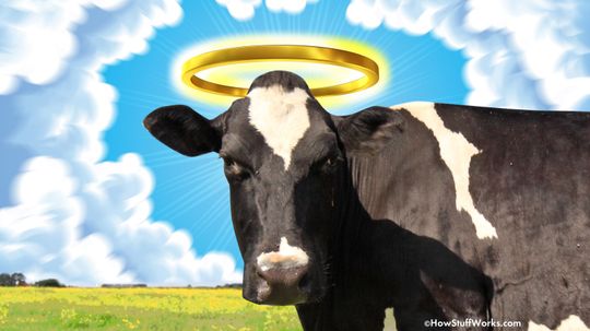 Why Do We Say 'Holy Cow'?