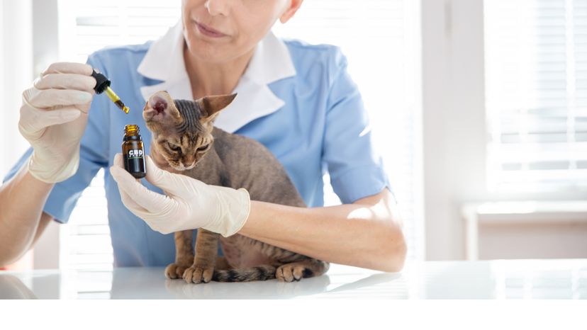 A female veterinarian giving drops of essential oil to a cat. 