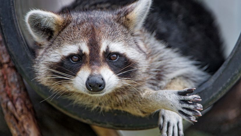 Portrait of a raccoon posing in a big tube.