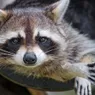 How to Make Homemade Raccoon Repellent