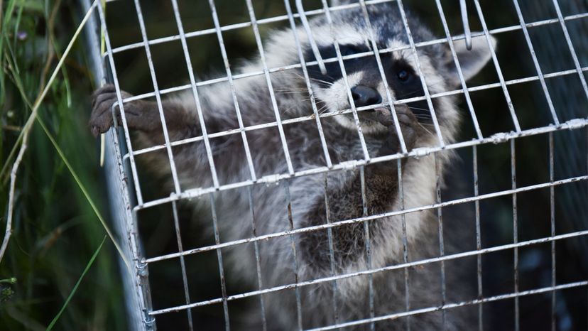 Raccoon in a cage