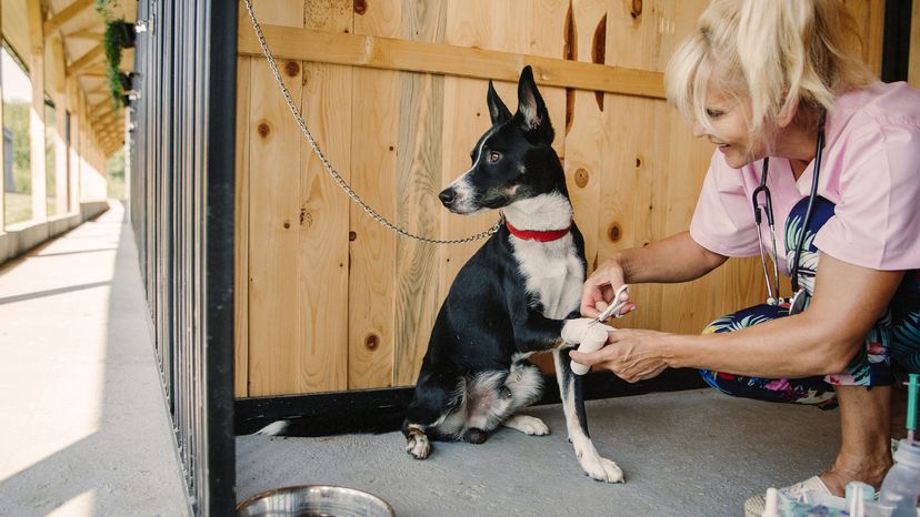 A woman veterinarian examines dog at pet care.