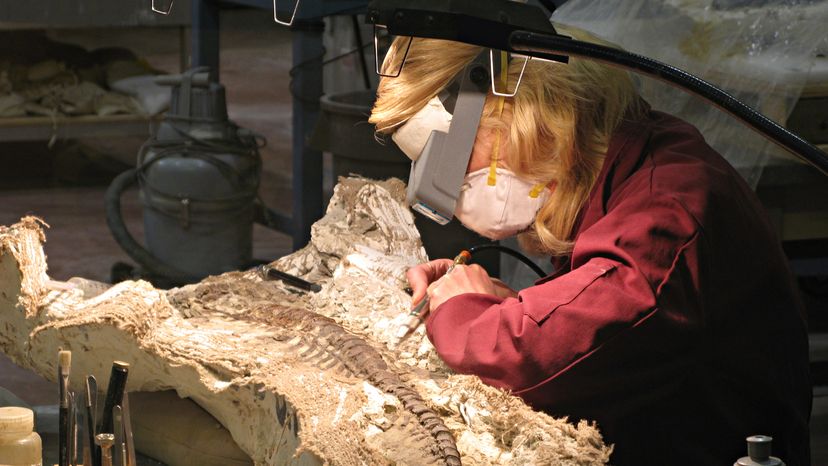 A Paleontologist working on a dinosaur fossil. 