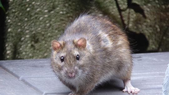 How To Clean Up Rat Droppings Safely