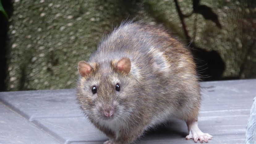 A close up of a big brown rat.