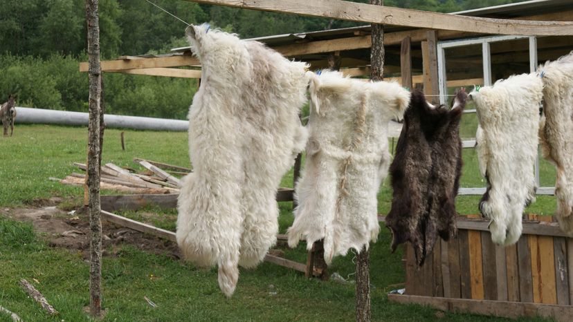 Sheepskin hanging on a line outside. 