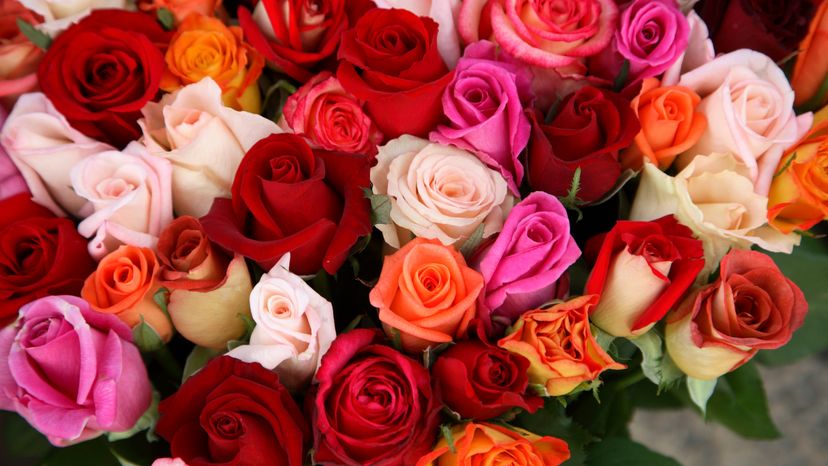 A bouquet of colorful roses. 