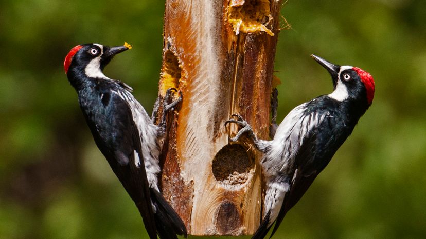 Two woodpeckers on a tree. 