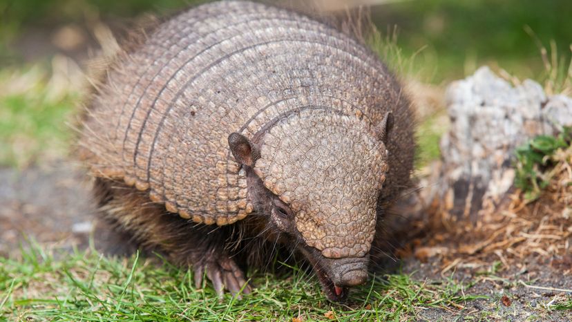 An armadillo walking on grass in a park. 