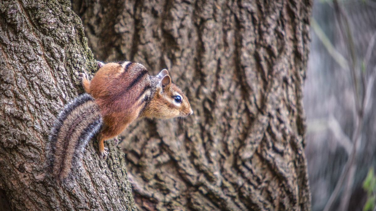 Chipmunk easily escapes the 5-gallon bucket trap 1080p 