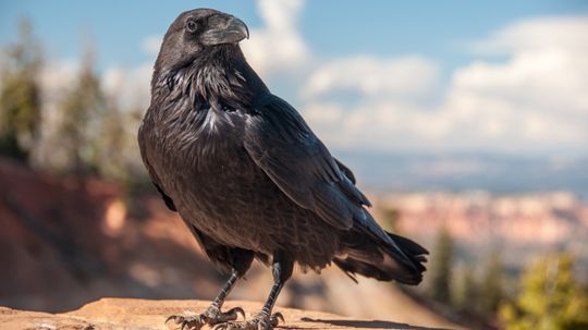 How to Get Rid Of Crows