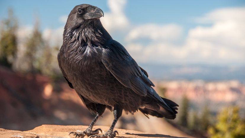 A black bird perched on a rock. 