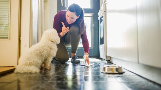 How to Get Pee Smell Out of Carpet