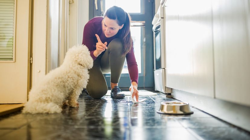 what takes out dog urine on a carpet