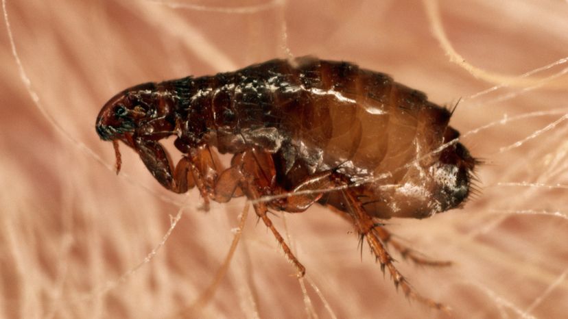A close up image of a flea. 