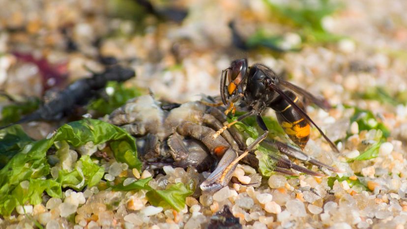 A hornet eating a dead crab on a beach. 