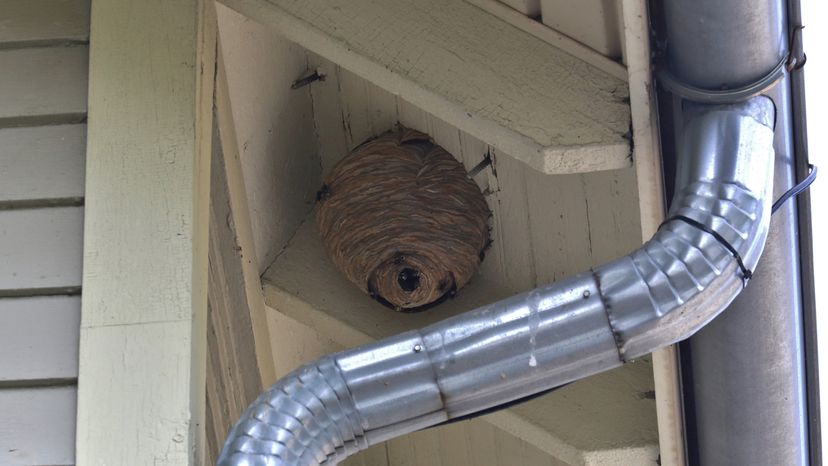 An image showing a wasp nest on a celling.