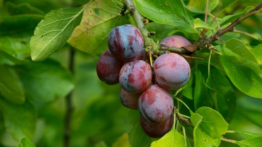 How to Grow a Plum Tree from a Pit