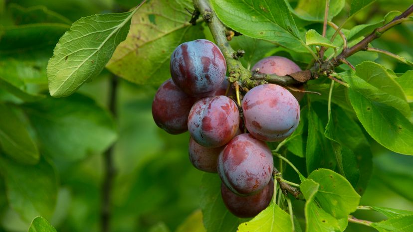 Many plums come from hybrid trees, and a plum tree can be grown from a pit. Mike Powles / Getty Images