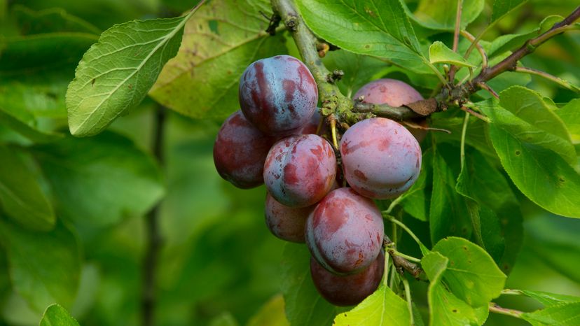 An image showing a plum tree.