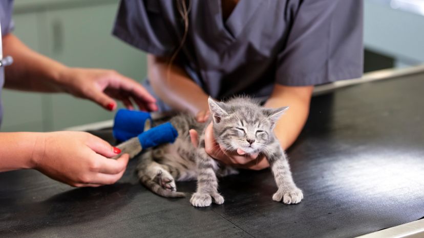 A nurse holding a cat, while the vet wraps its leg. 
