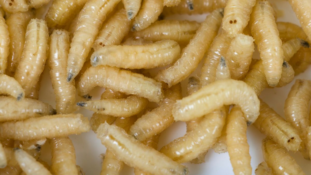 How to Kill Maggots