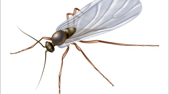 Eliminating Fungus Gnats: Treatment Options