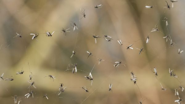 An image showing gnats.